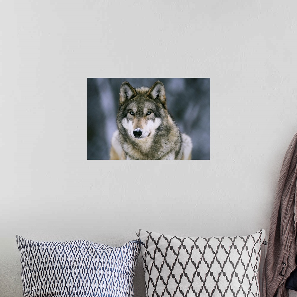 A bohemian room featuring Large horizontal photograph of a gray wolf with a light dusting of snow on its face, at the Inter...