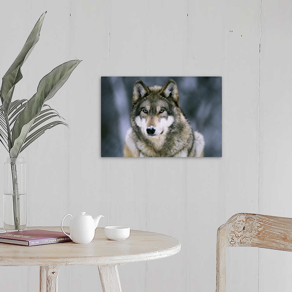A farmhouse room featuring Large horizontal photograph of a gray wolf with a light dusting of snow on its face, at the Inter...