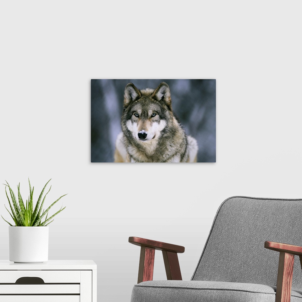 A modern room featuring Large horizontal photograph of a gray wolf with a light dusting of snow on its face, at the Inter...