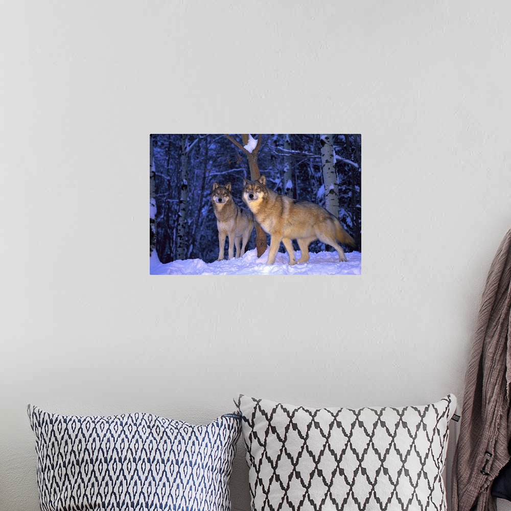 A bohemian room featuring Gray wolves, Canis lupus, in the new-fallen snow at the International Wolf Center.