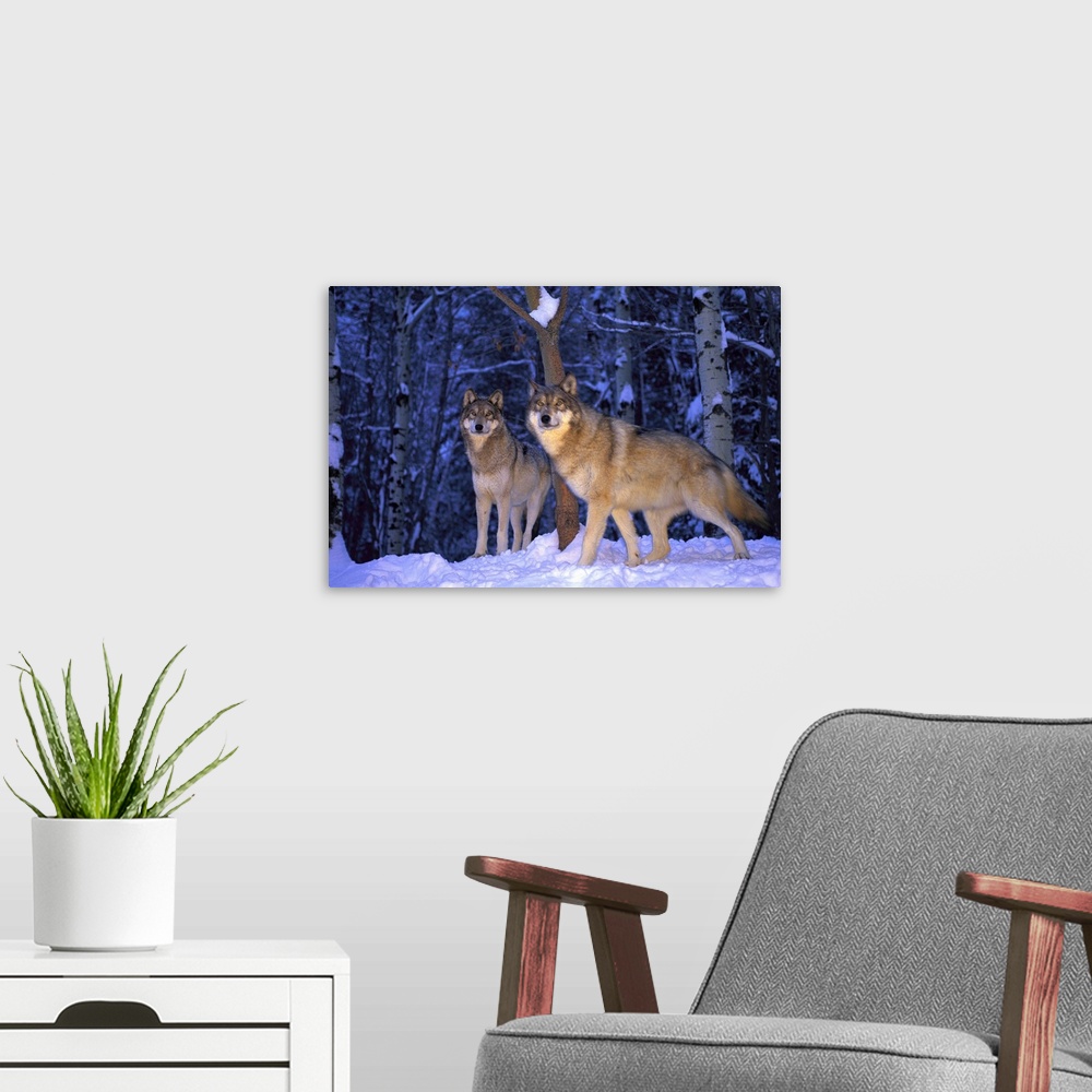 A modern room featuring Gray wolves, Canis lupus, in the new-fallen snow at the International Wolf Center.