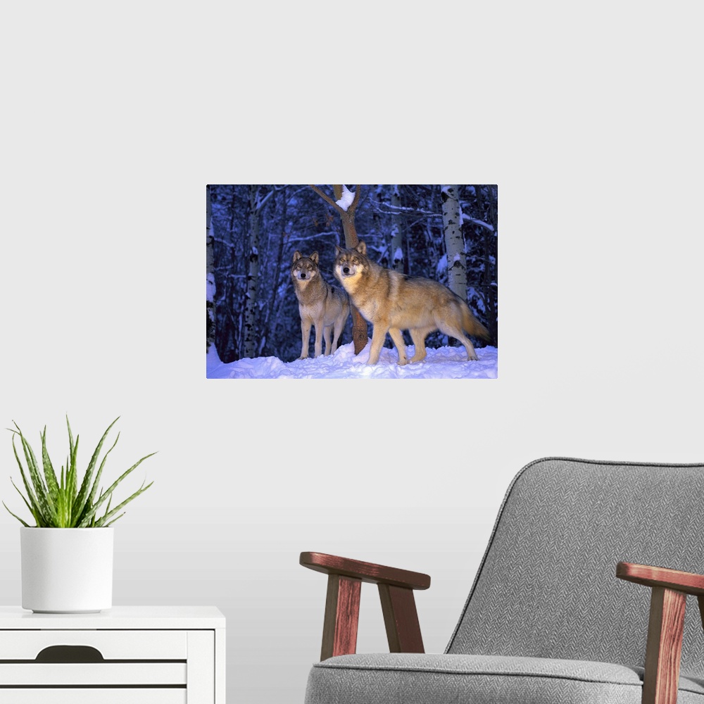A modern room featuring Gray wolves, Canis lupus, in the new-fallen snow at the International Wolf Center.