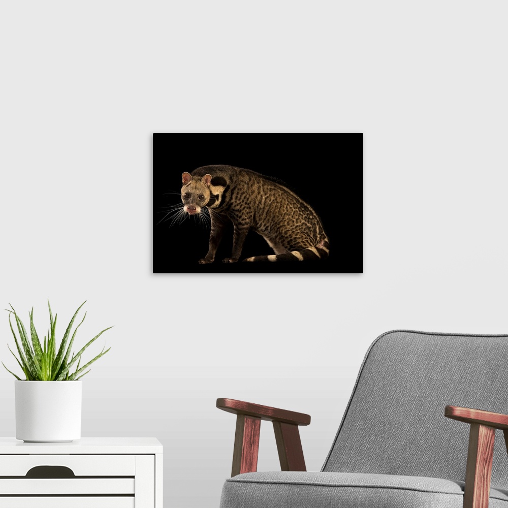 A modern room featuring Great Indian civet, Viverra zibetha, at Zoo Taiping.