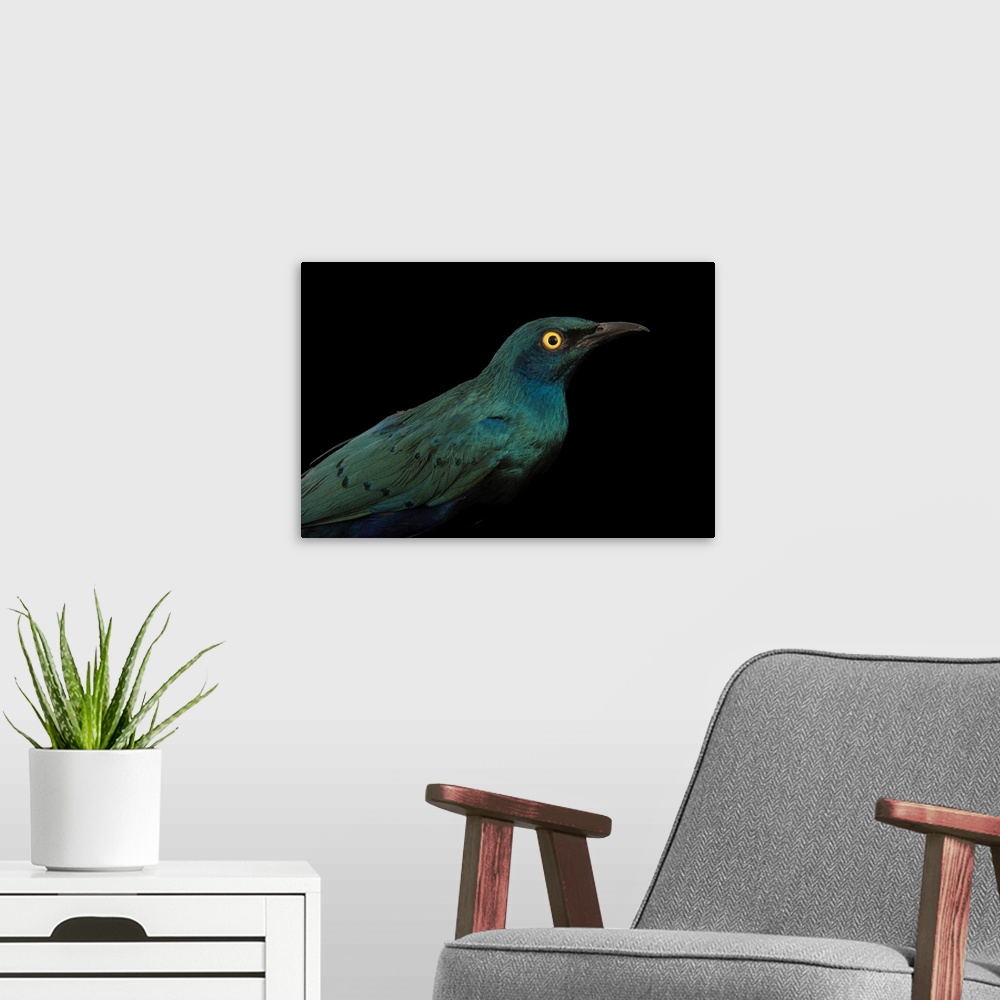 A modern room featuring Greater blue eared starling, Lamprotornis chalybaeus.