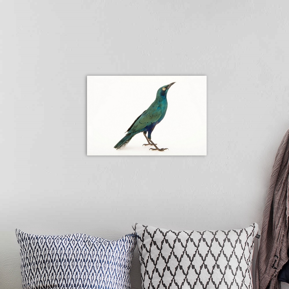 A bohemian room featuring Greater blue eared starling, Lamprotornis chalybaeus.