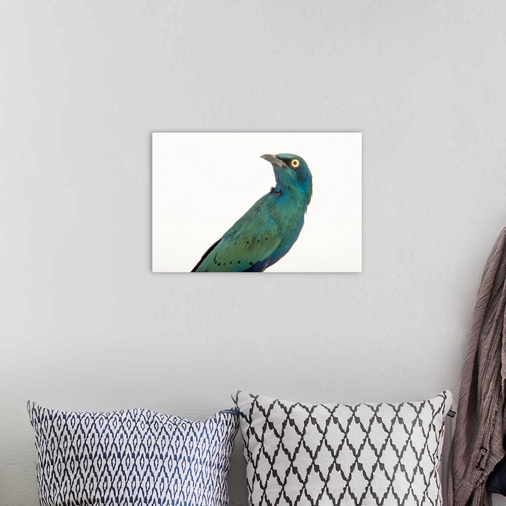 A bohemian room featuring Greater blue eared starling, Lamprotornis chalybaeus.