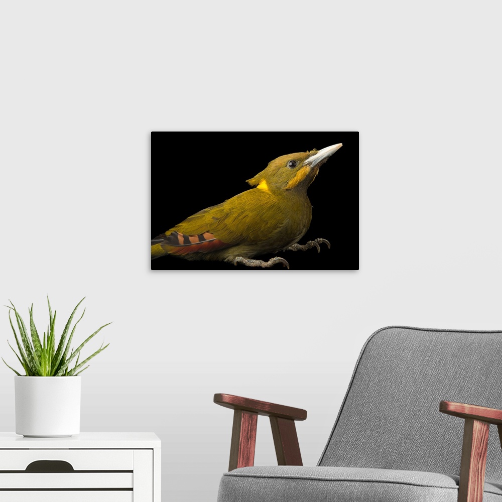 A modern room featuring Greater yellownape woodpecker, Picus flavinucha mystacalis, at the Plzen Zoo.