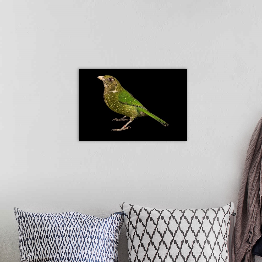 A bohemian room featuring Green catbird, Ailuroedus crassirostris, at Healesville Sanctuary.