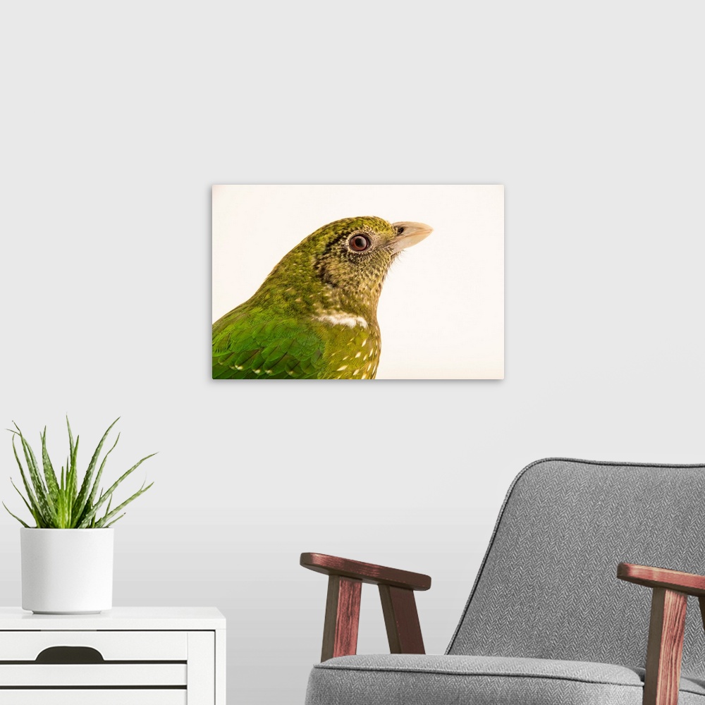 A modern room featuring Green catbird, Ailuroedus crassirostris, at Healesville Sanctuary.