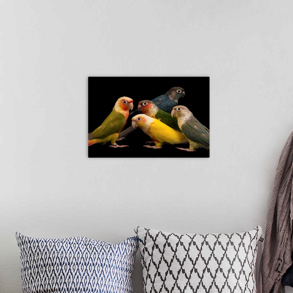 A bohemian room featuring Five of a kind: Believe it or not, these five parrots are all the exact same species of green-che...