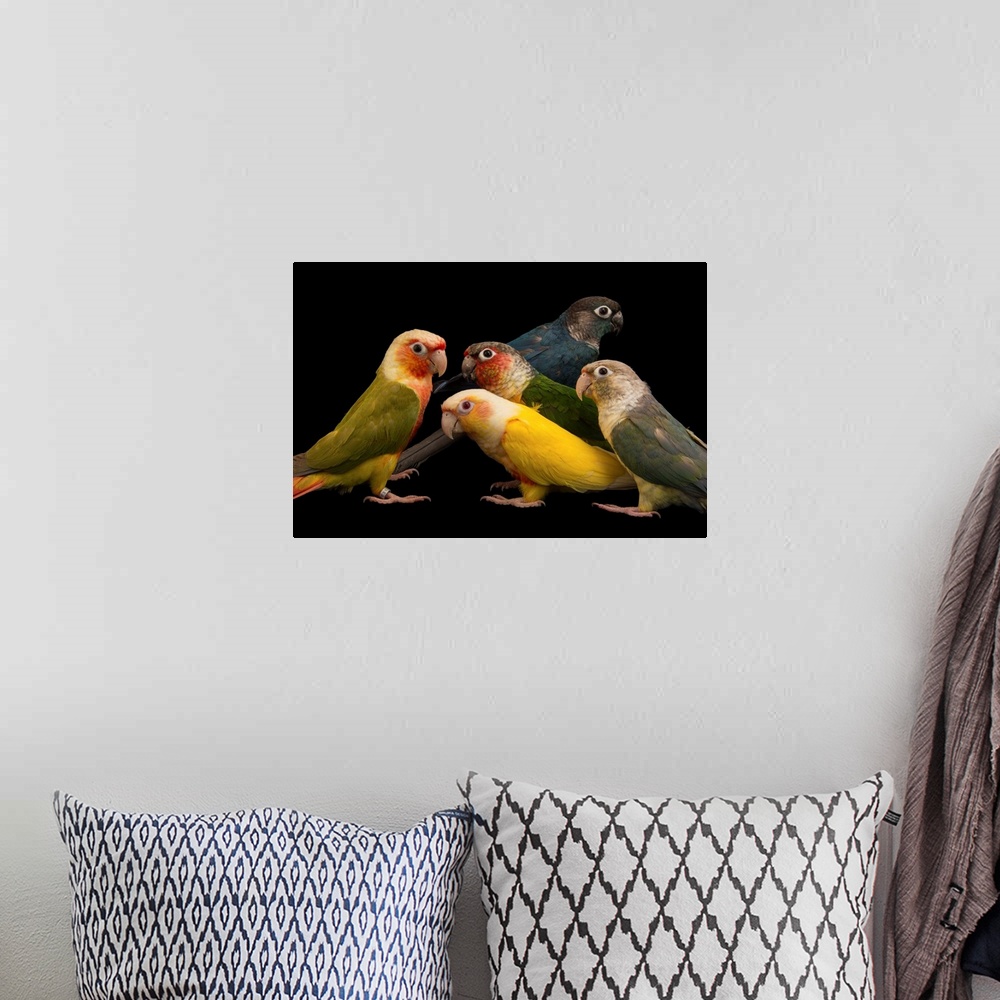 A bohemian room featuring Five of a kind: Believe it or not, these five parrots are all the exact same species of green-che...