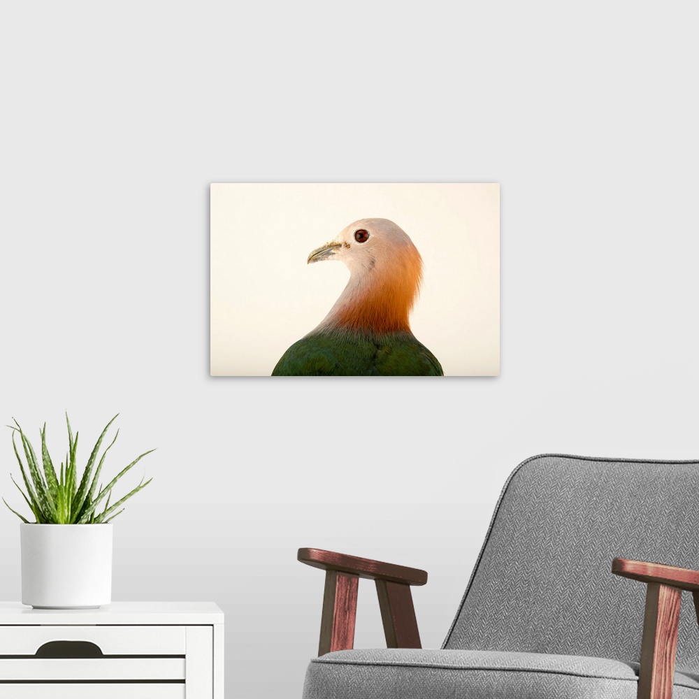A modern room featuring Green imperial pigeon, Ducula aenea paulina, at the Plzen Zoo.