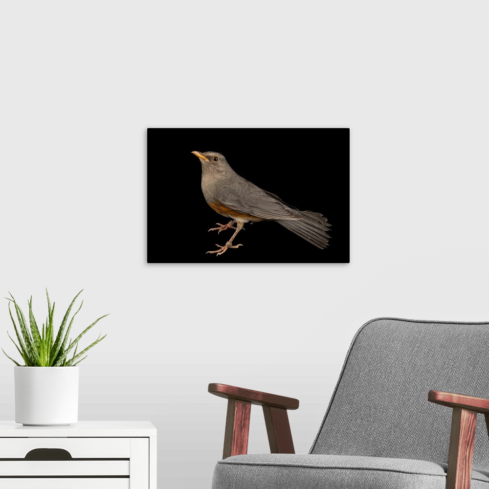 A modern room featuring Grey backed thrush, Turdus hortulorum, at the Plzen Zoo.