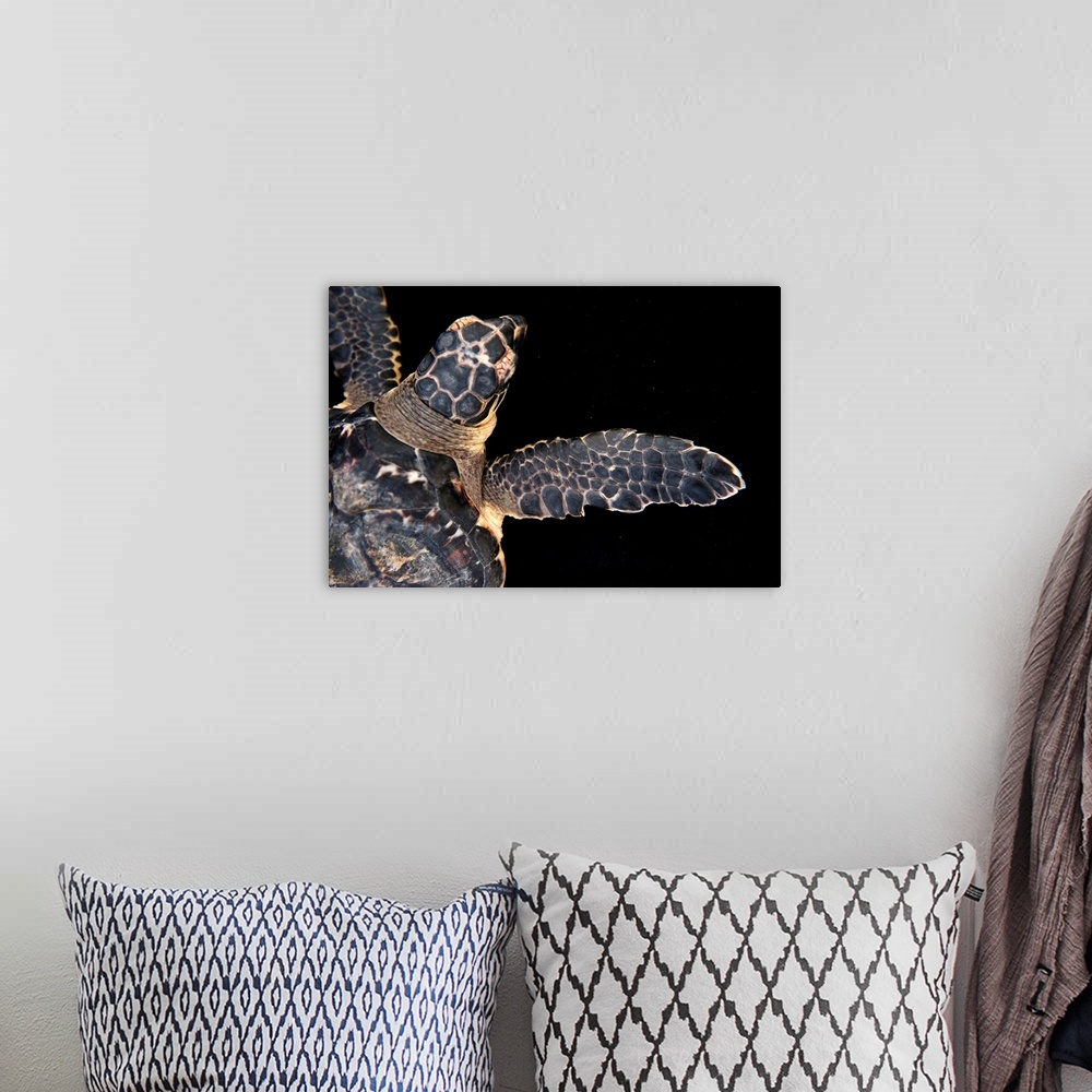 A bohemian room featuring A Hawksbill turtle, Eretmochelys imbricata.