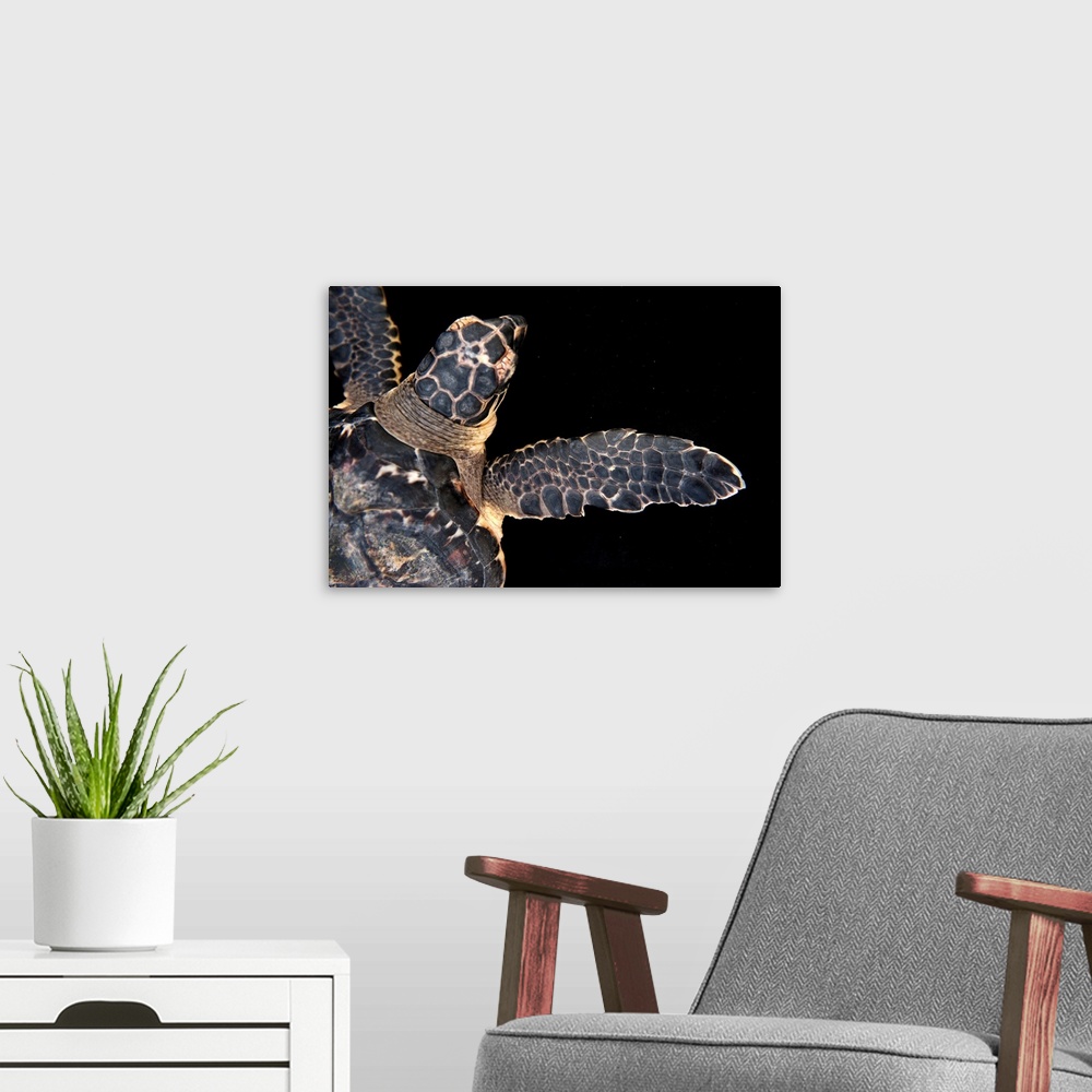 A modern room featuring A Hawksbill turtle, Eretmochelys imbricata.