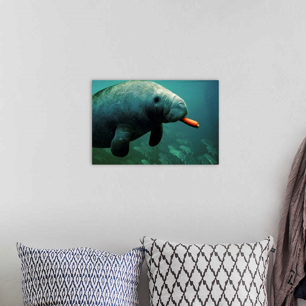 A bohemian room featuring A West Indian manatee (Trichechus manatus), a captive at the park, eats a carrot fed him by an un...