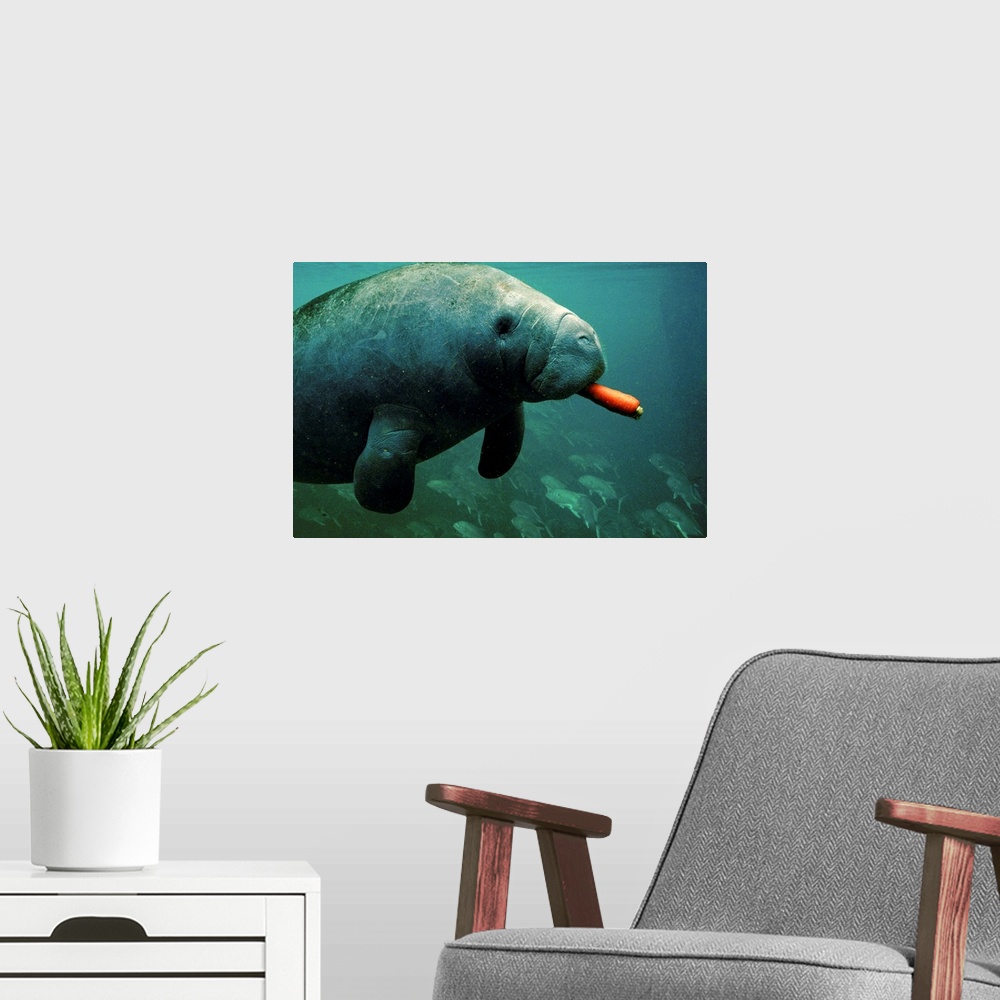 A modern room featuring A West Indian manatee (Trichechus manatus), a captive at the park, eats a carrot fed him by an un...