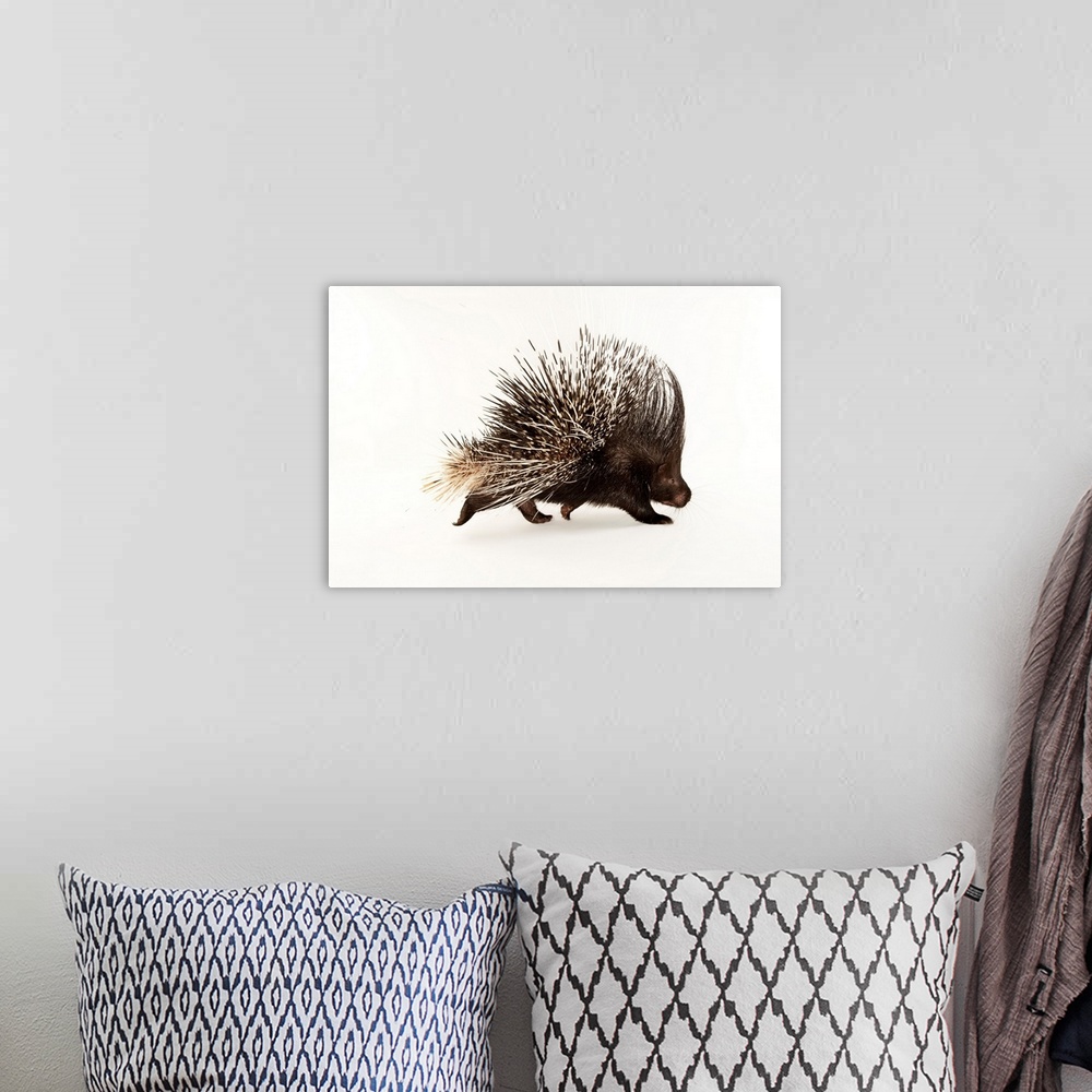 A bohemian room featuring Indian crested porcupine, Hystrix indica, at the Omaha Zoo.