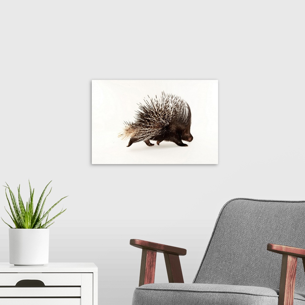 A modern room featuring Indian crested porcupine, Hystrix indica, at the Omaha Zoo.