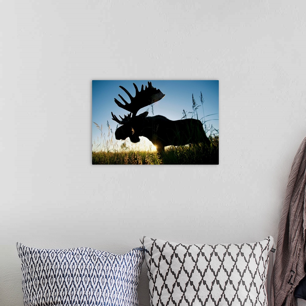 A bohemian room featuring A moose named Bando stands in bluejoint grass at sunset. The Kenai National Wil dlife Refuge is w...