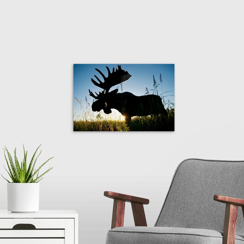 A modern room featuring A moose named Bando stands in bluejoint grass at sunset. The Kenai National Wil dlife Refuge is w...