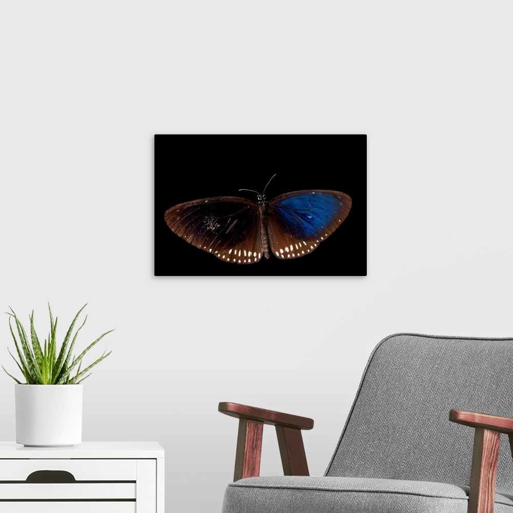 A modern room featuring Crow butterfly, Euploea species, at Angkor Center for Conservation of Biodiversity.