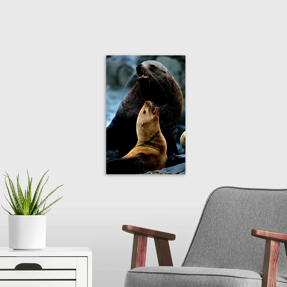 A modern room featuring Two Steller sea lions (Eumetopias jubata), the larger one a bull, bark in what is probably an arg...