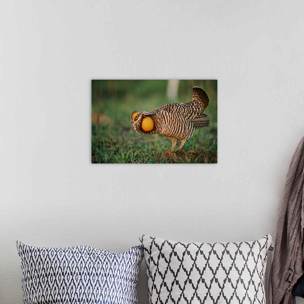 A bohemian room featuring Male greater prairie-chicken (Tympanichus Cupido) on booming ground.