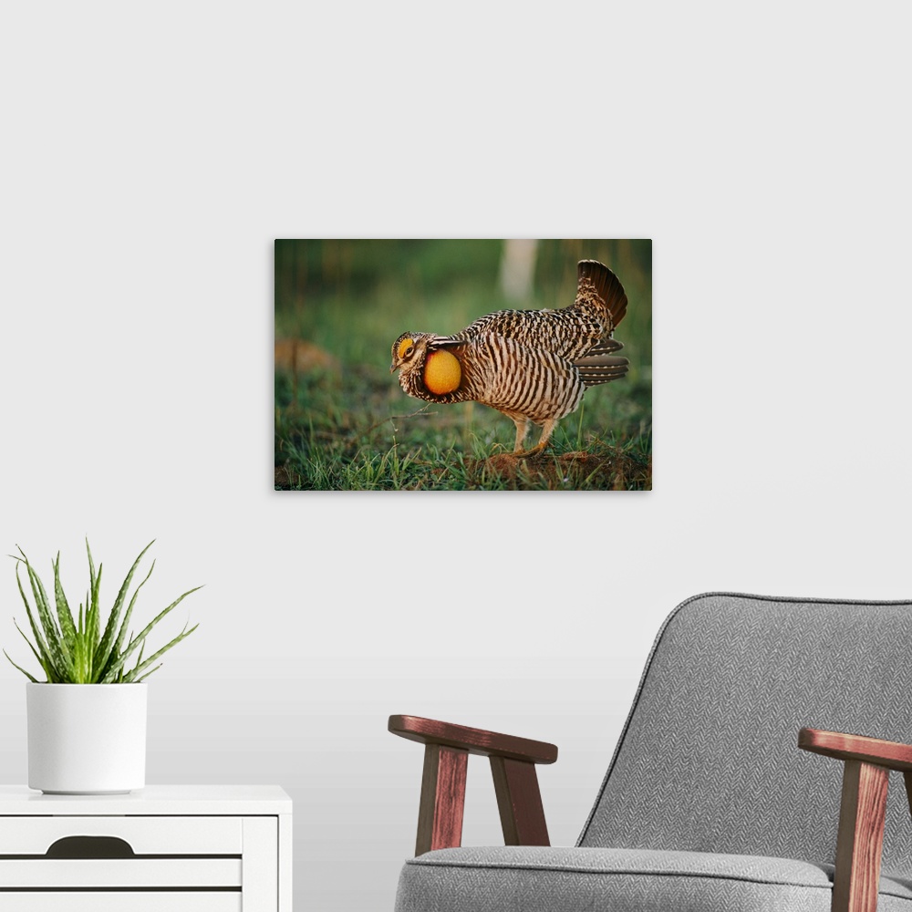 A modern room featuring Male greater prairie-chicken (Tympanichus Cupido) on booming ground.