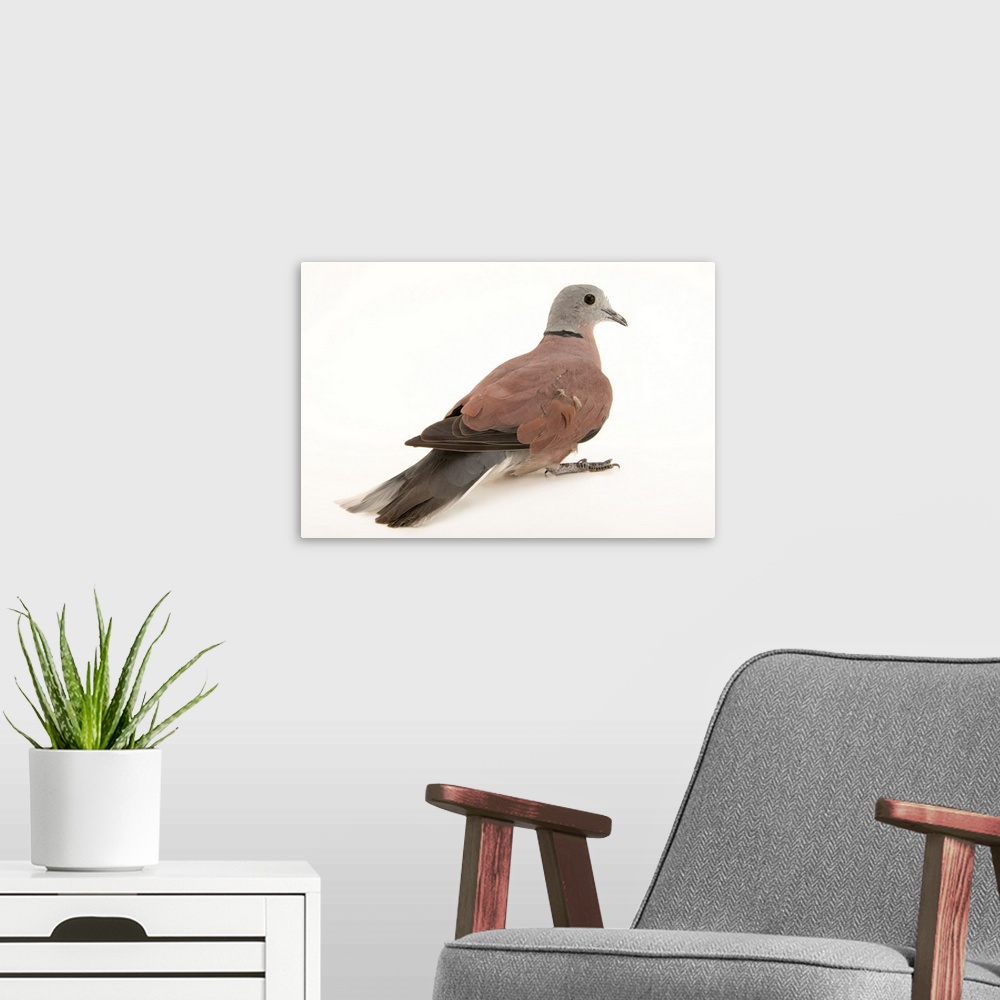 A modern room featuring Male red turtle dove, Streptopelia tranquebarica humilis.