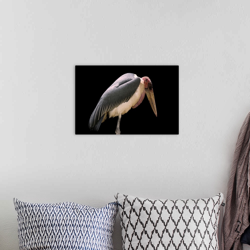 A bohemian room featuring Maribou stork, Leptoptilos crumenifer, at the Saint Augustine Alligator Farm Zoological Park.
