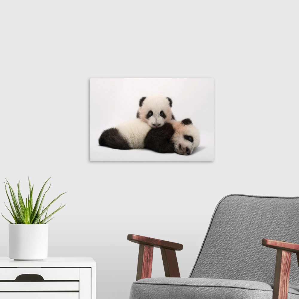 A modern room featuring Mei Lun and Mei Huan, the twin giant panda cubs (Ailuropoda melanoleuca) at Zoo Atlanta.