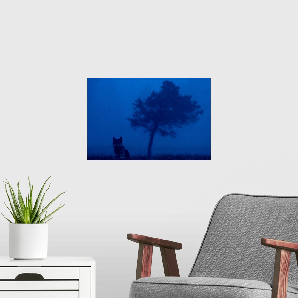 A modern room featuring National Geographic photograph of a wild gray wolf in the dark mists at Yellowstone National Park...