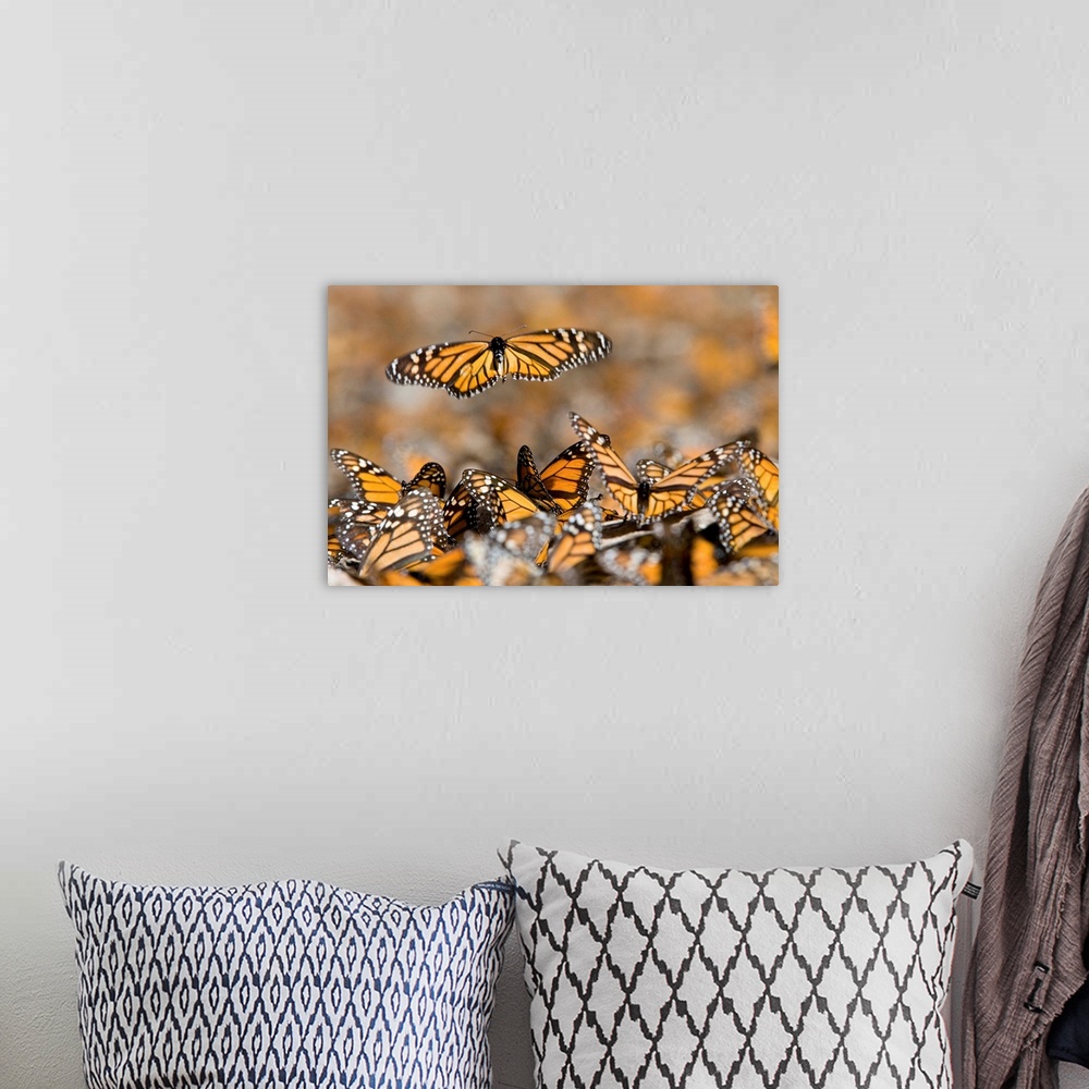 A bohemian room featuring Monarch butterflies in the Sierra Chincua sanctuary.