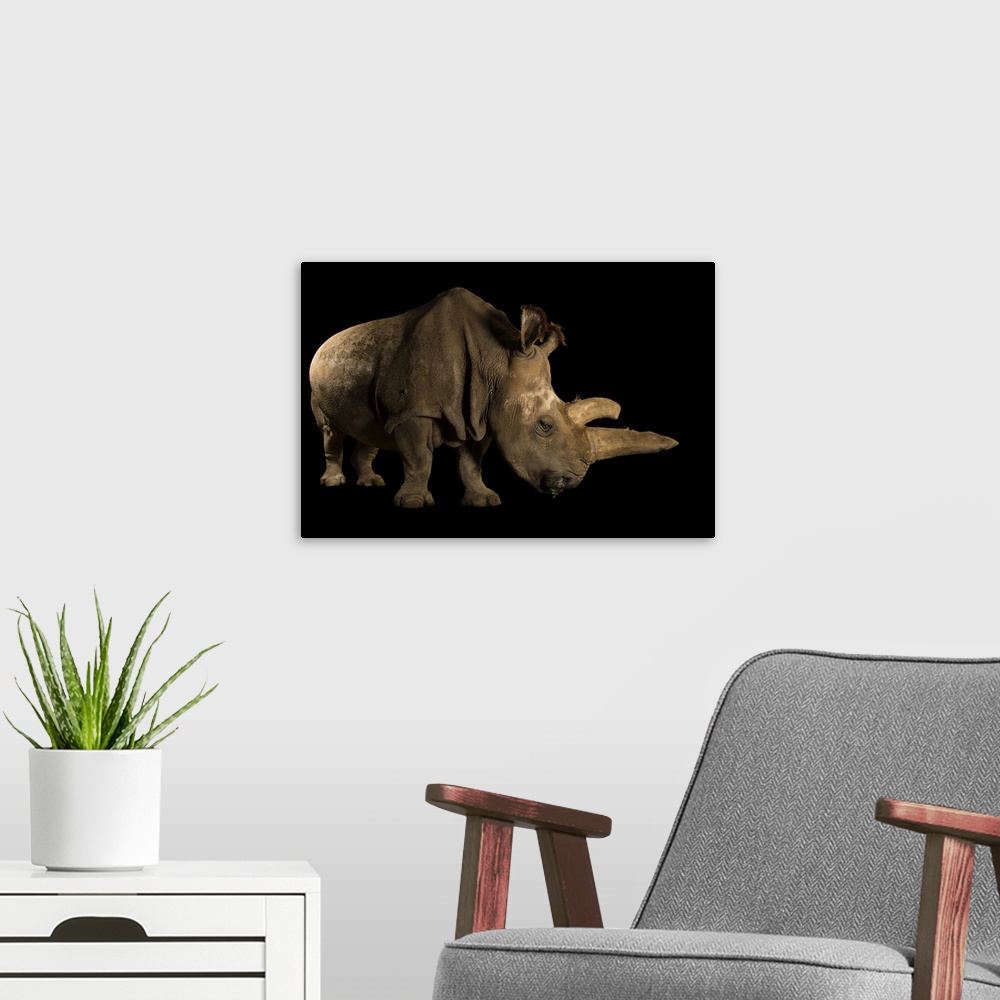 A modern room featuring Nabire, a Northern white rhinoceros, Ceratotherium simum cottoni, was one of the last five northe...
