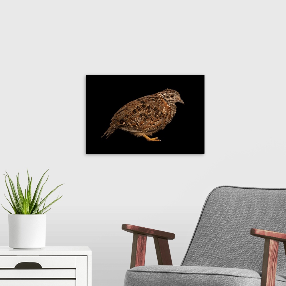 A modern room featuring Painted buttonquail, Turnix varius, at Healesville Sanctuary.
