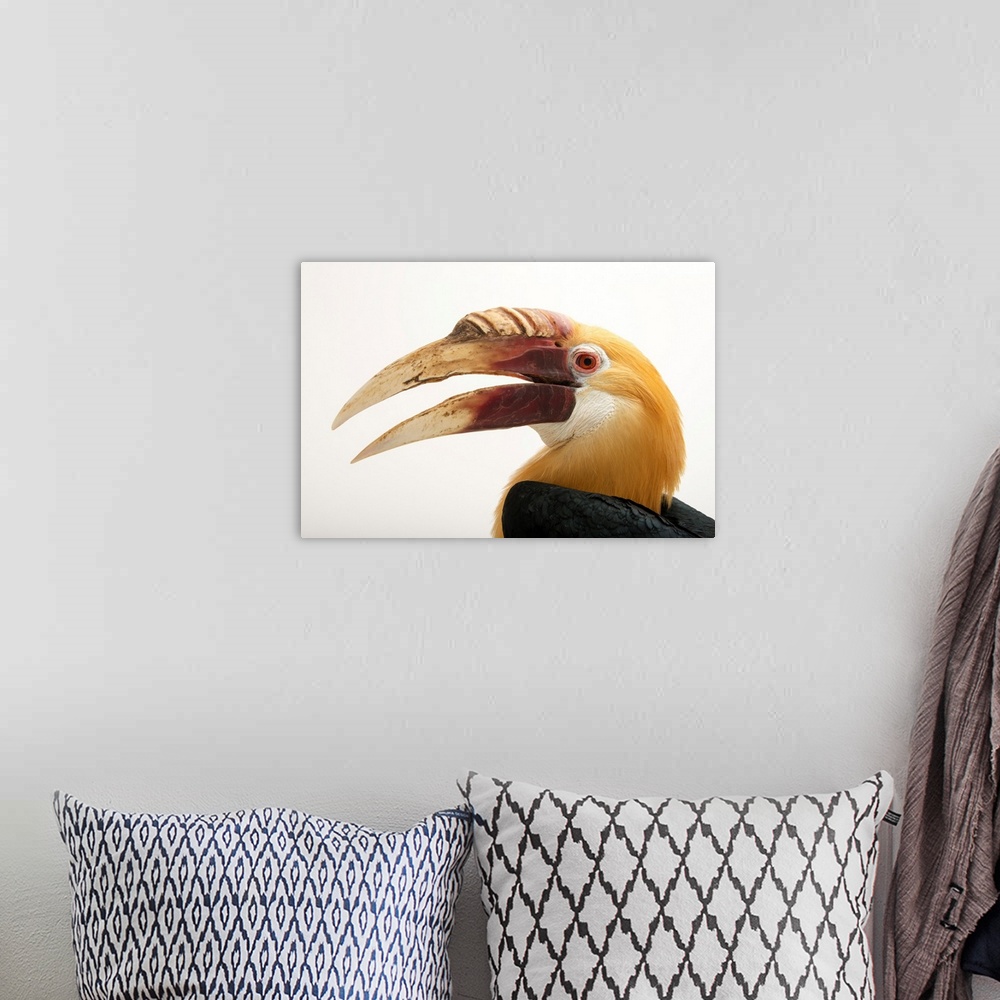 A bohemian room featuring Papuan hornbill, Rhyticeros plicatus.