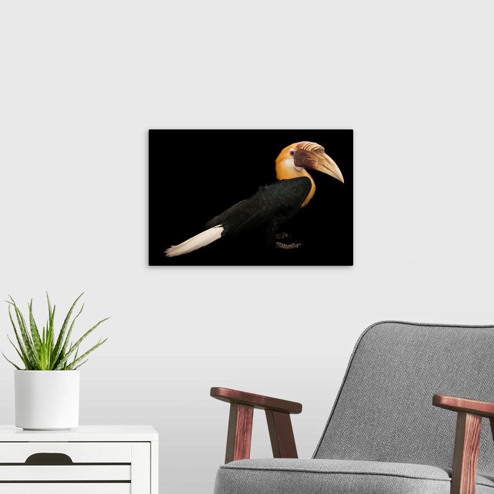 A modern room featuring Papuan hornbill, Rhyticeros plicatus.