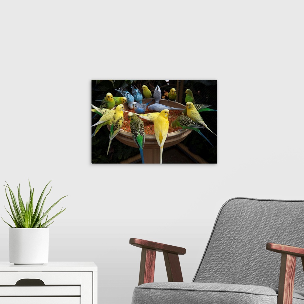 A modern room featuring Parakeets or budgies.