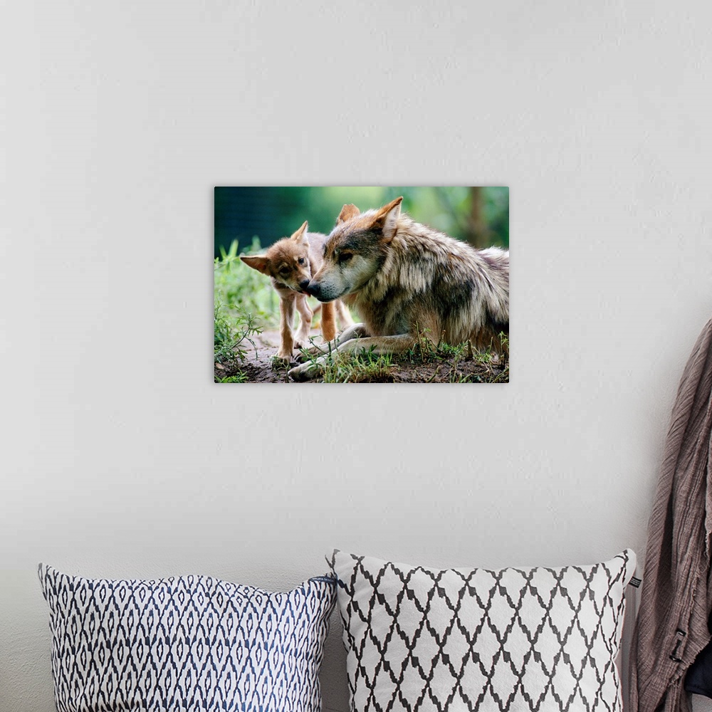 A bohemian room featuring Parent and pup of captive Mexican gray wolves, Wichita, Kansas