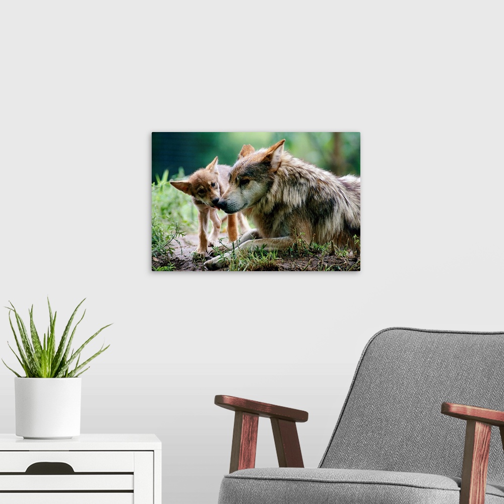 A modern room featuring Parent and pup of captive Mexican gray wolves, Wichita, Kansas
