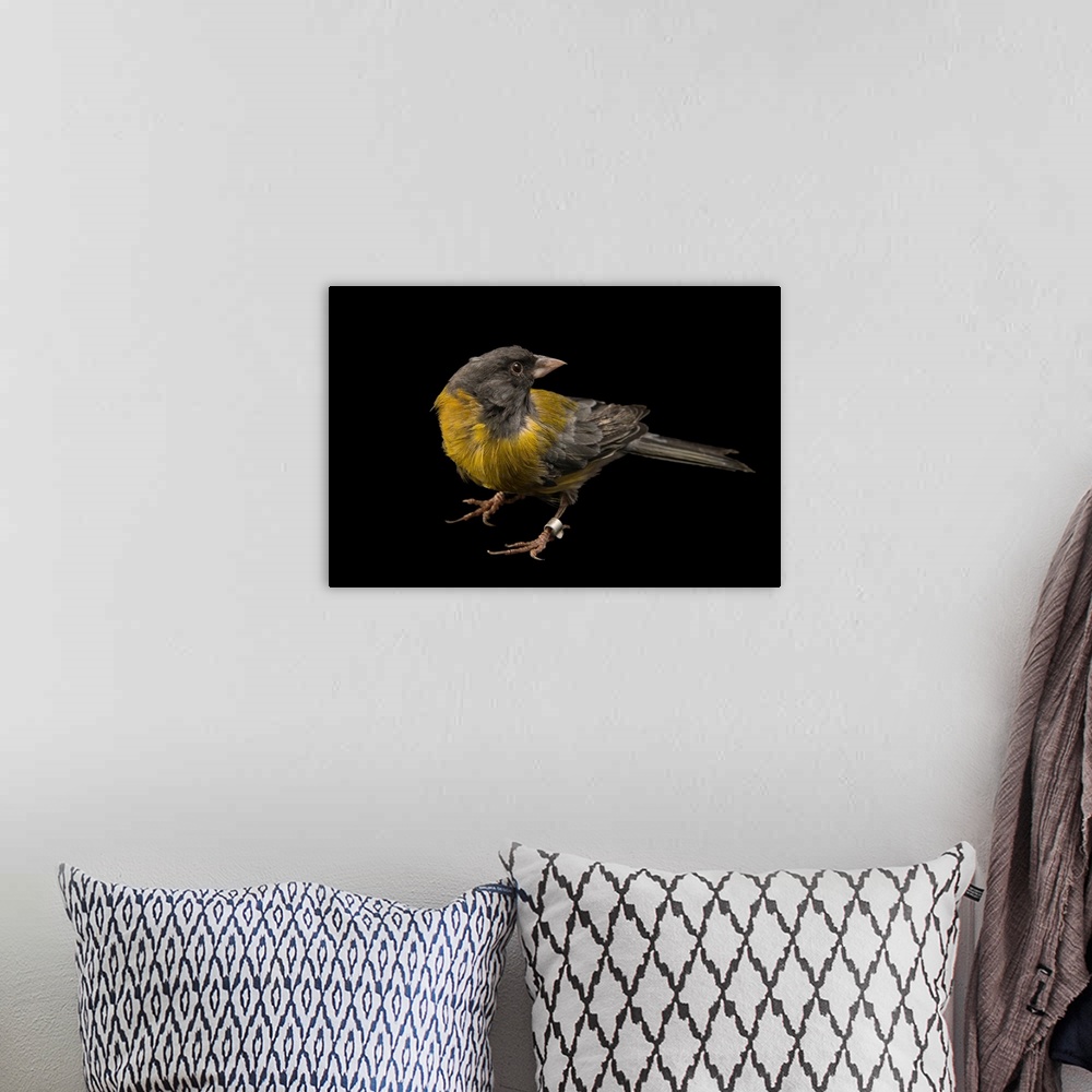 A bohemian room featuring Patagonian sierra finch, Phrygilus patagonicus.