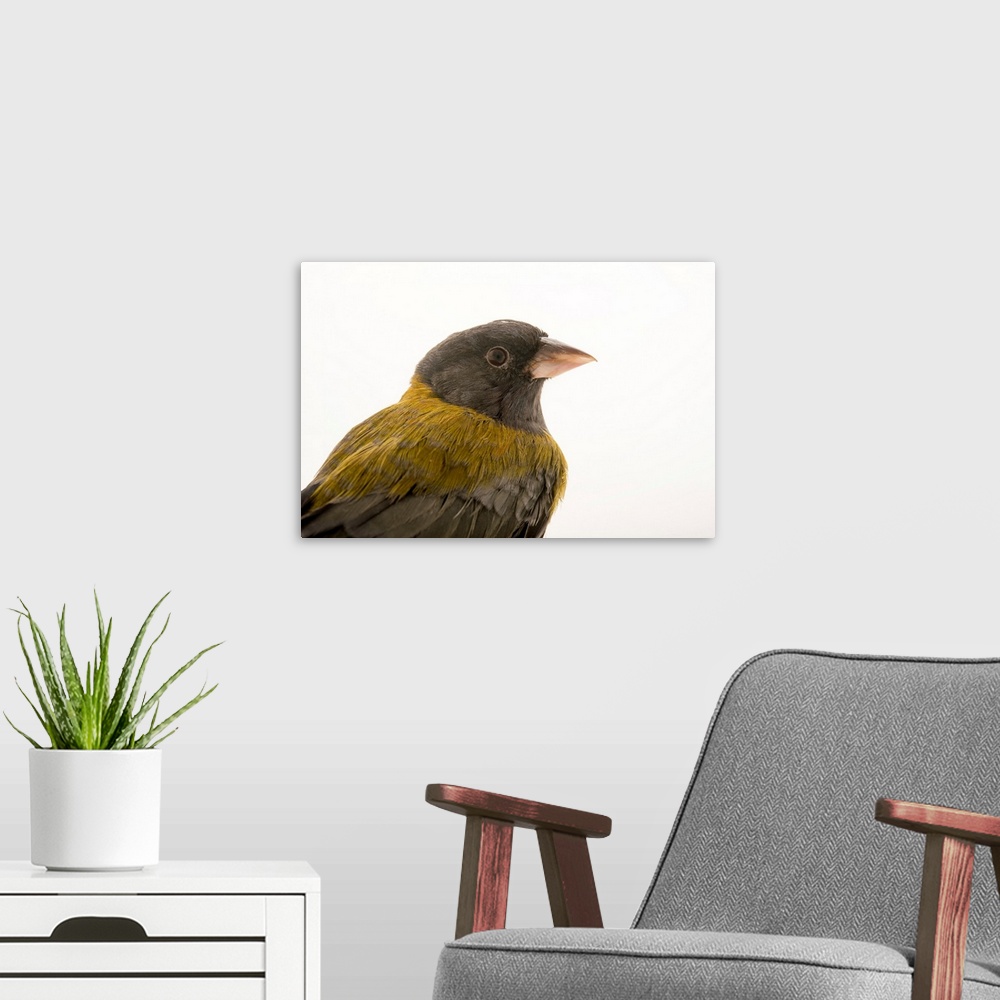 A modern room featuring Patagonian sierra finch, Phrygilus patagonicus.