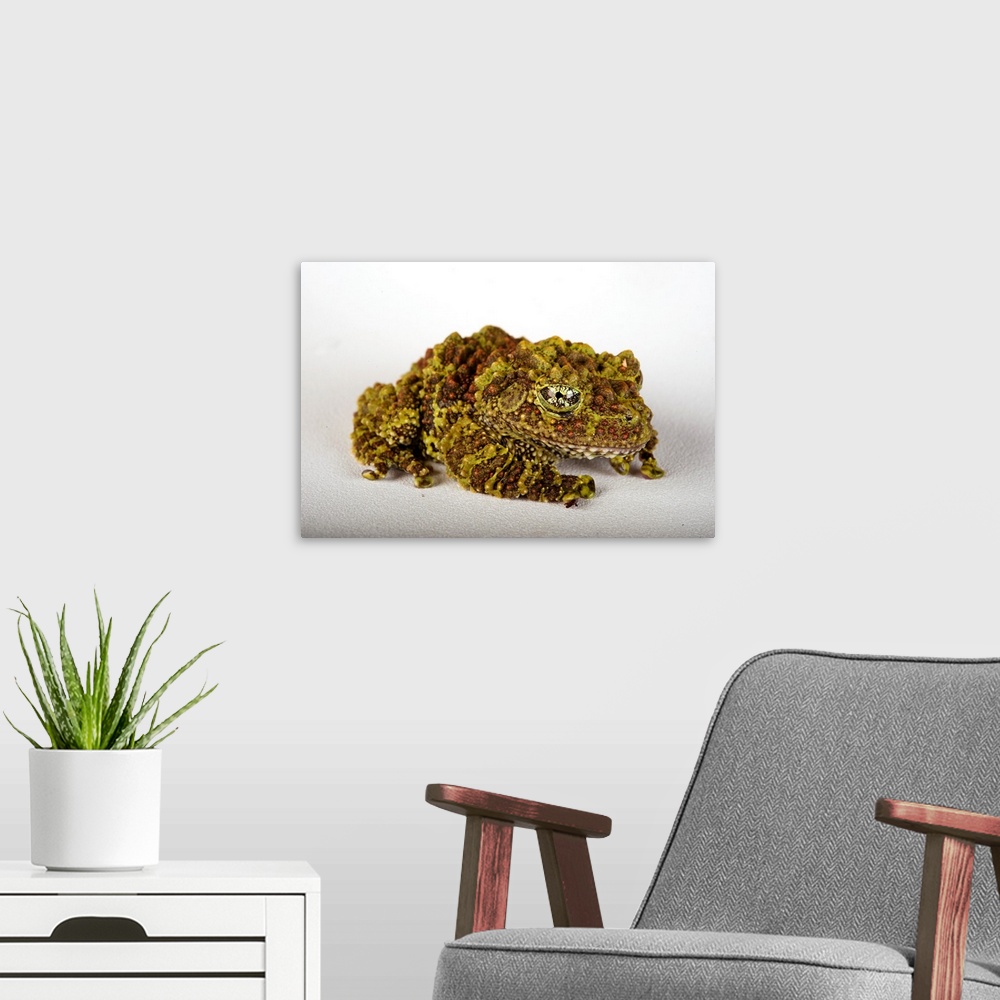 A modern room featuring A pied mossy frog, Theloderma corticale.