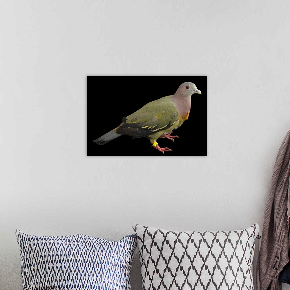 A bohemian room featuring Pink necked green pigeon, Treron vernans, at the Plzen Zoo.