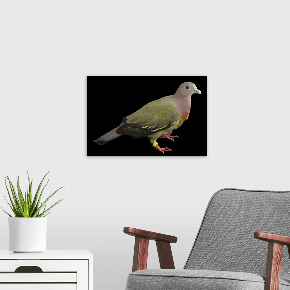 A modern room featuring Pink necked green pigeon, Treron vernans, at the Plzen Zoo.