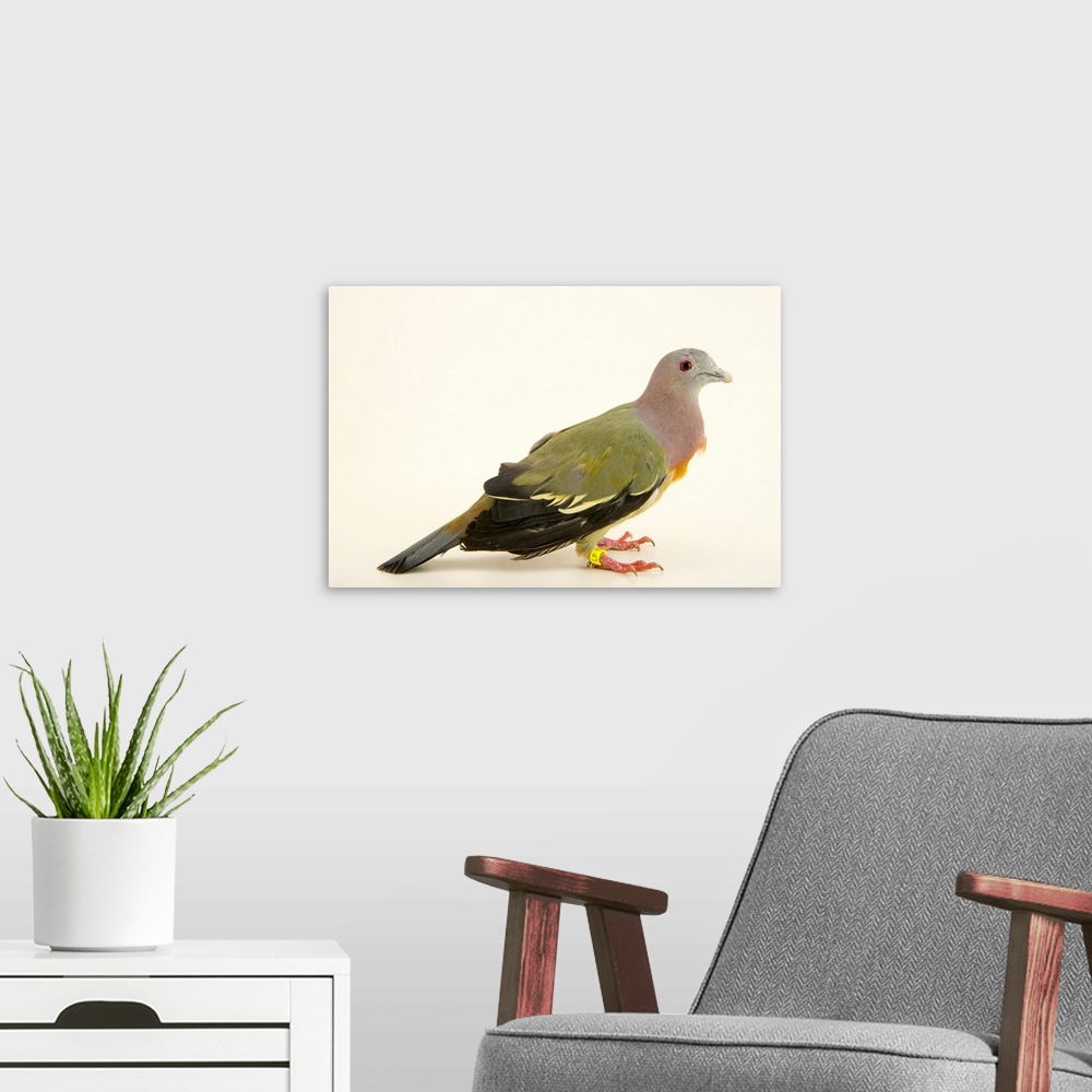 A modern room featuring Pink necked green pigeon, Treron vernans, at the Plzen Zoo.