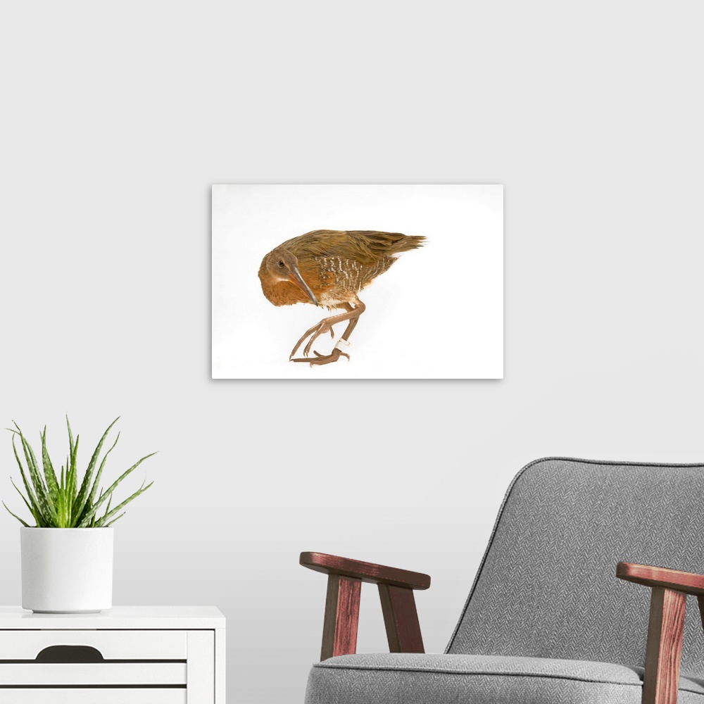 A modern room featuring A light-footed clapper rail (Rallus longirostris levipes) at the Chula Vista Nature Center.