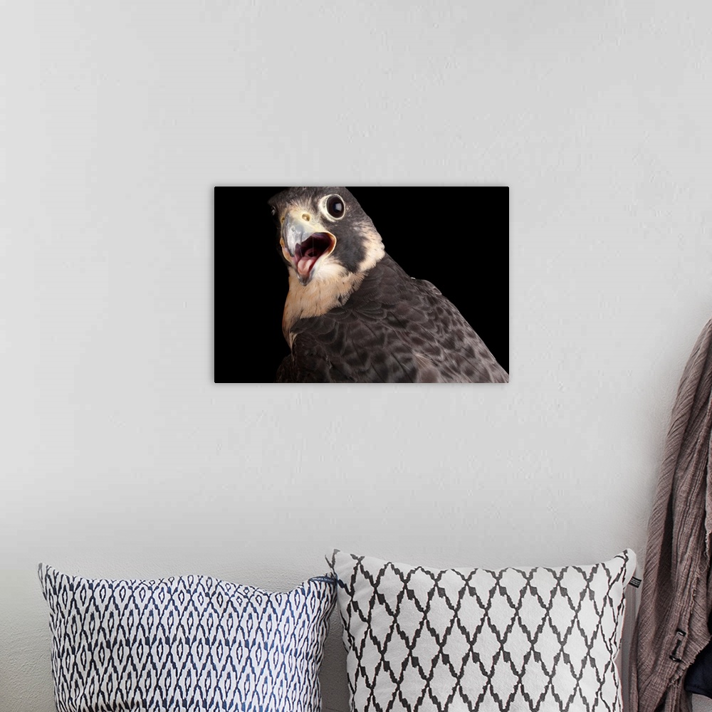 A bohemian room featuring A portrait of a perigrine falcon (Falco peregrinus) at Raptor Recovery in Elmwood, NE.
