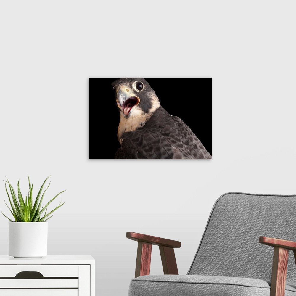 A modern room featuring A portrait of a perigrine falcon (Falco peregrinus) at Raptor Recovery in Elmwood, NE.